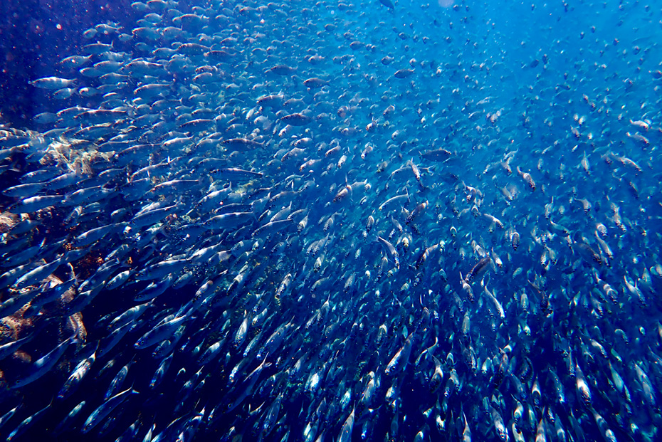 母島・北港でシュノーケリング。