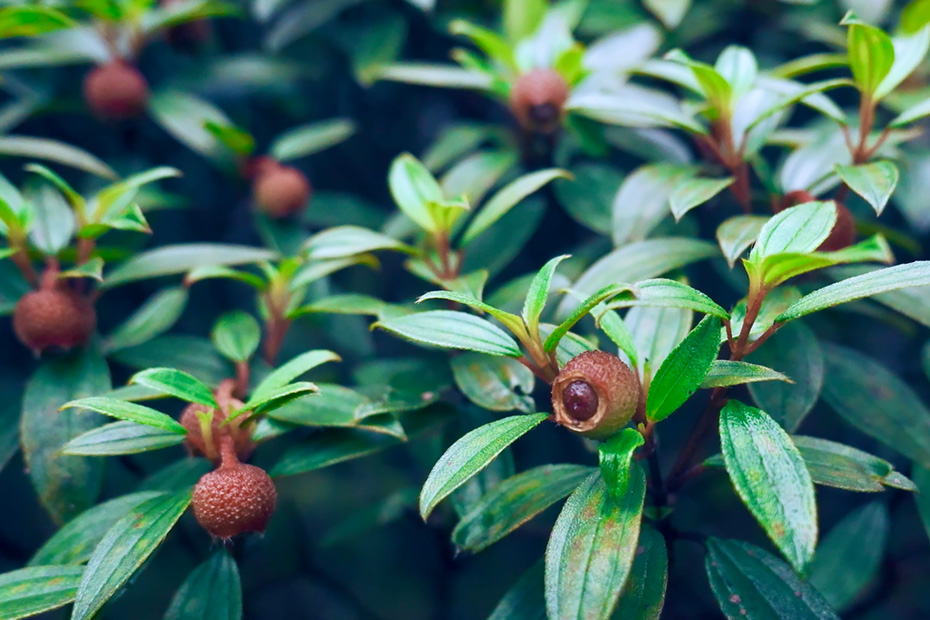 ムニンノボタンのつぼみ。小笠原諸島固有種。絶滅危惧ⅠA類