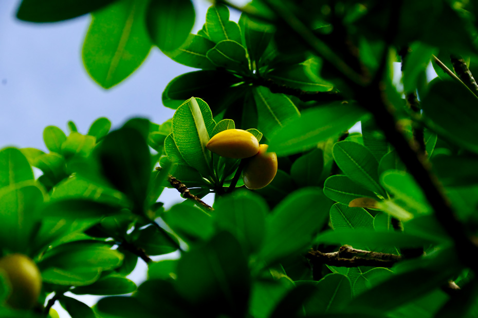 小笠原諸島固有種のヤロード。