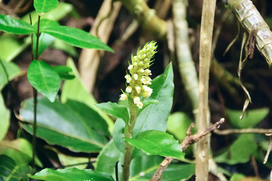 小笠原諸島固有種のラン。ムニンシュスラン