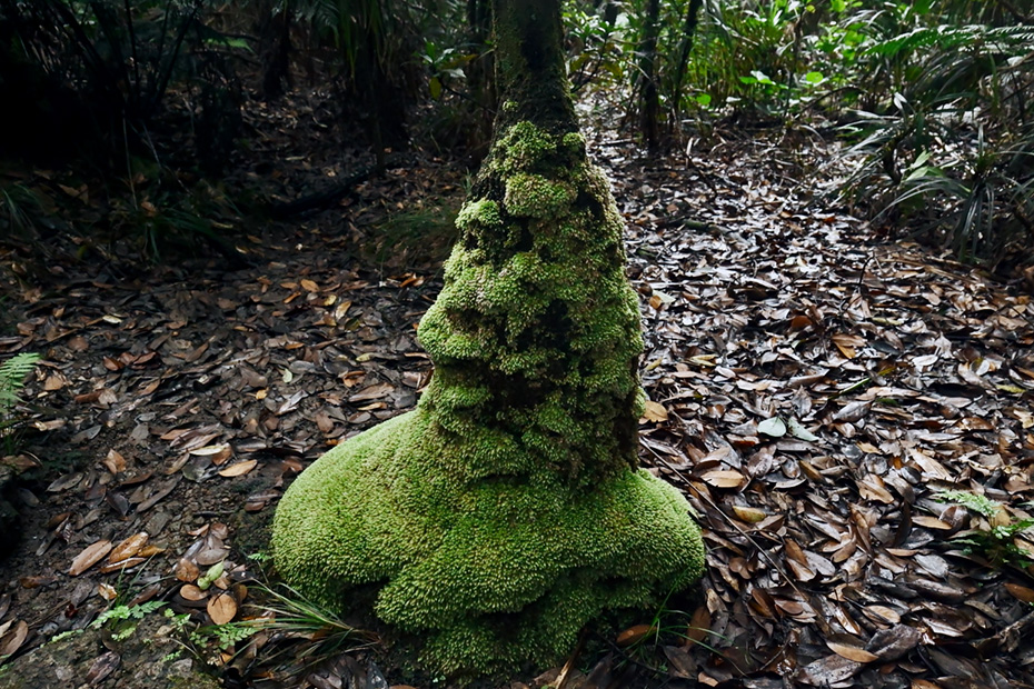 小笠原諸島固有種のムニンシラガゴケ