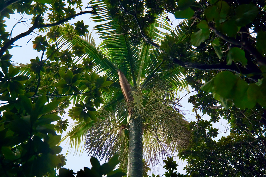 小笠原諸島固有種のノヤシ