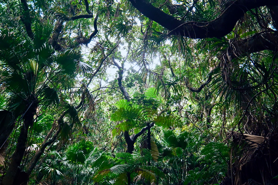 父島・東平サンクチュアリの湿性高木林。マルハチやオガサワラビロウなど固有種が生い茂る。