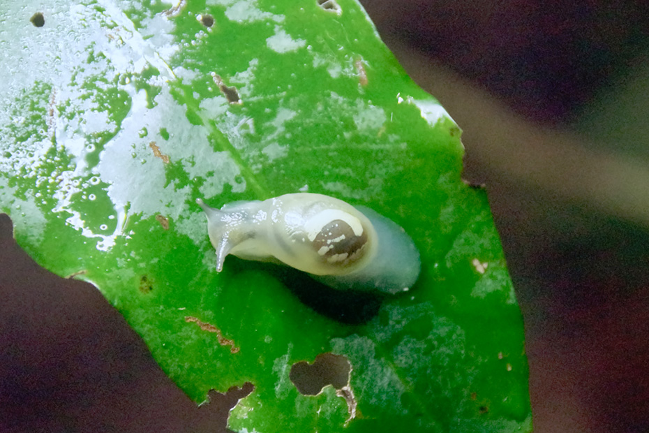 小笠原諸島固有種のオガサワラオカモノアラガイ。天然記念物であり絶滅危惧II類。殻が退化した。父島では絶滅したと言われている。