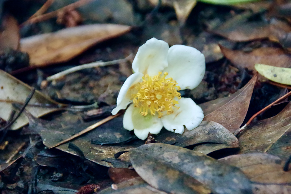 ムニンヒメツバキ(近くヒメツバキに変更)。小笠原諸島固有種。