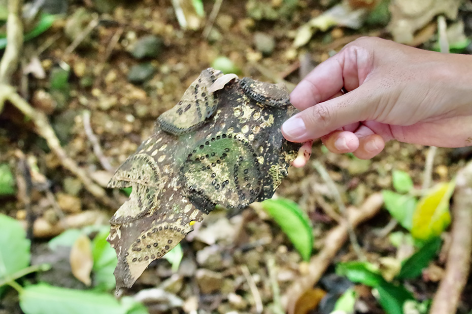 小笠原諸島固有種マルハチの樹皮。漢字の八の字が丸の中にある。