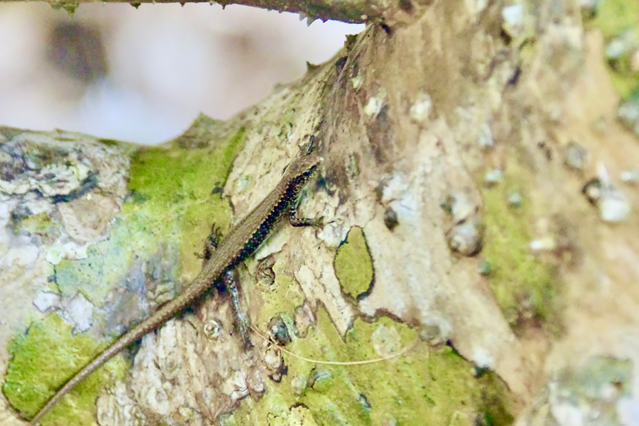 オガサワラトカゲ。小笠原諸島固有種。環境省準絶滅危惧種。