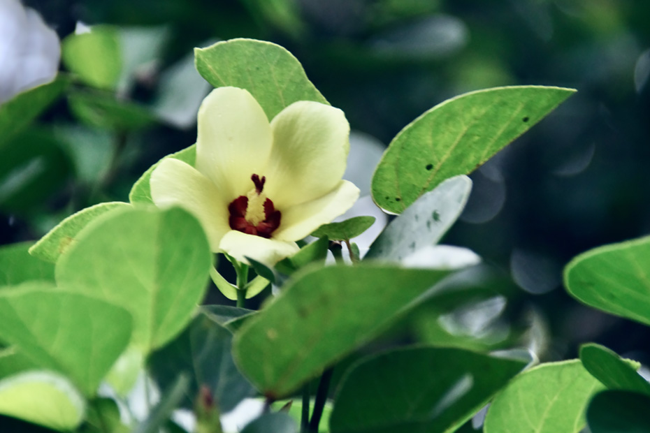 1日しか咲かない小笠原諸島固有種テリハマボウ。