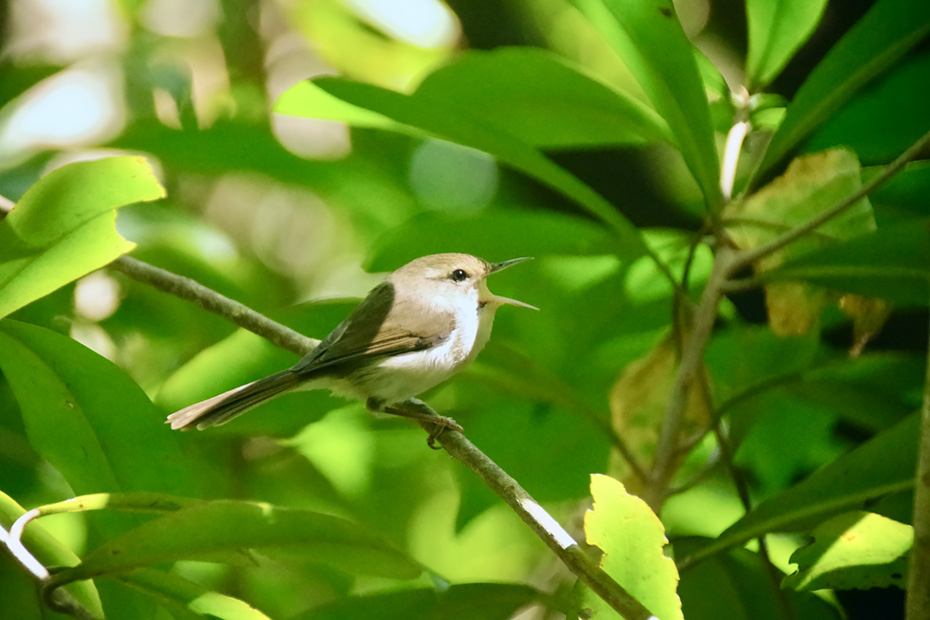 小笠原諸島固有種のハシナガウグイス。西島では外来種のクマネズミの駆除により生態が復活し2009年より観られるようになった。