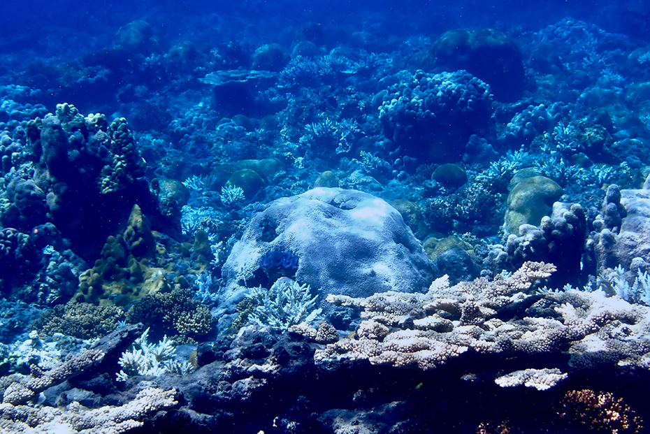 兄島・キャベツビーチでシュノーケリング。