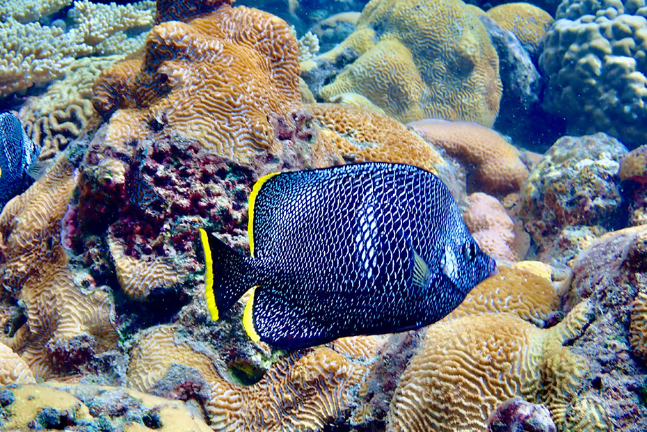 日本固有種のユウゼン。