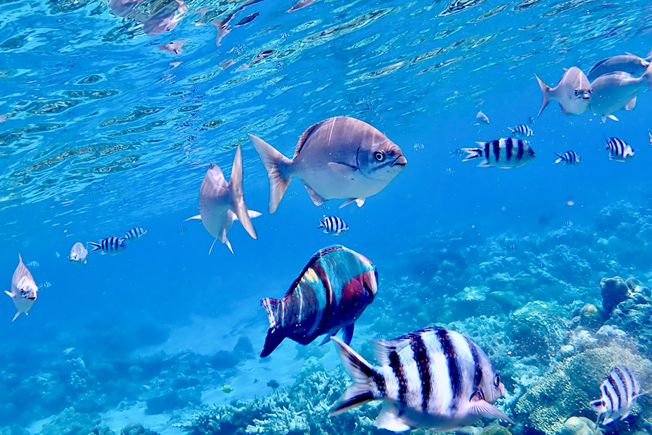 兄島・キャベツビーチでシュノーケリング。