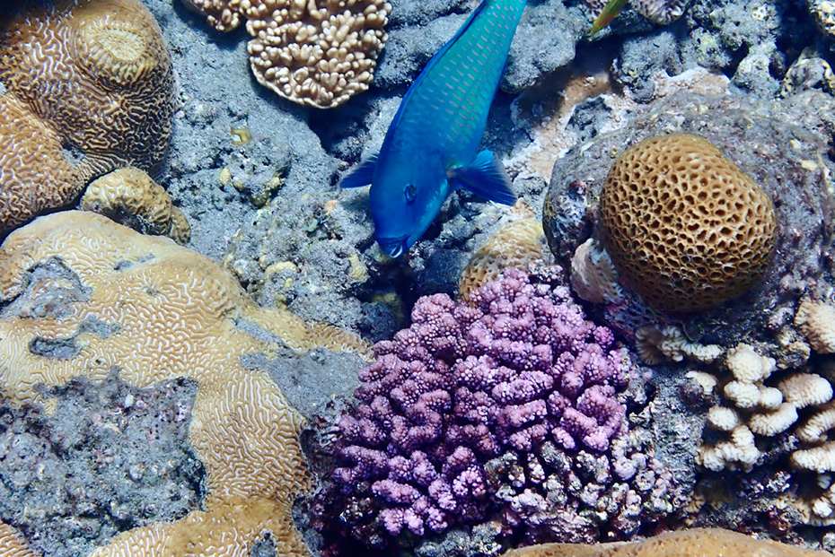 兄島・キャベツビーチでシュノーケリング。