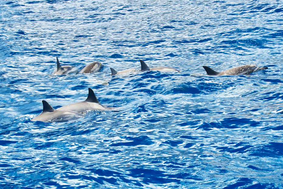 ハシナガイルカの群れ