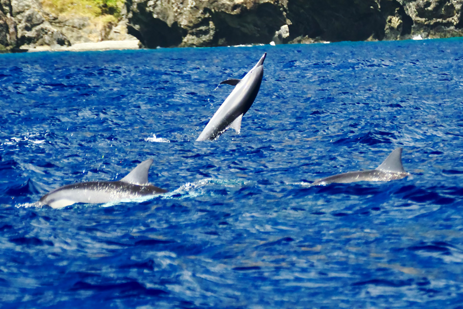 ジャンプするハシナガイルカ