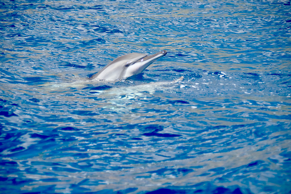 顔を出すハシナガイルカ