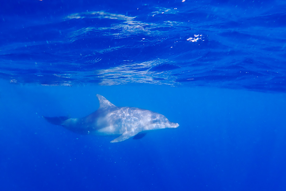 臆病ではなく人懐っこい陽気な性格。人間の５、6歳くらいの知能があると言われている。