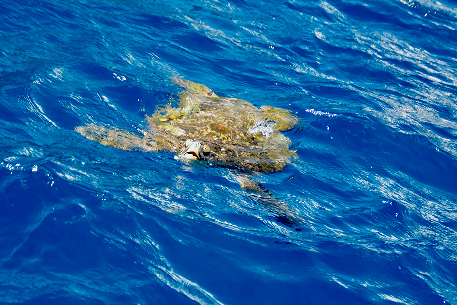 呼吸をするために水面に顔を出すアオウミガメ。