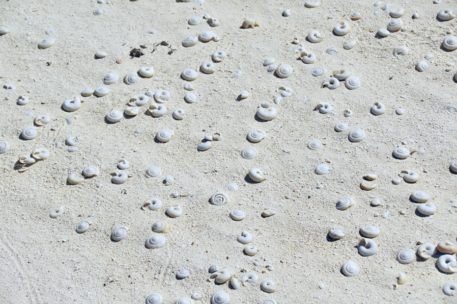 南島には1000年前に絶滅したカタツムリ「ヒロベソカタマイマイ」「アナカタマイマイ」「チチジマカタマイマイ」の半化石がたくさん転がっている。この場所がかつて湿地だったという事を示す。