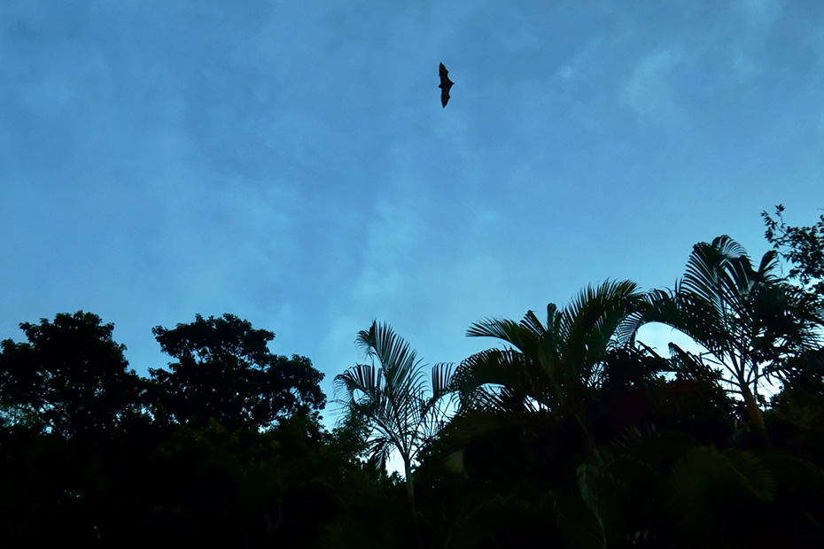 日が沈む頃、活動を始める小笠原固有種のオガサワラオオコウモリ。小笠原諸島固有種であり唯一の哺乳類。天然記念物。絶滅危惧IB類 (EN)。