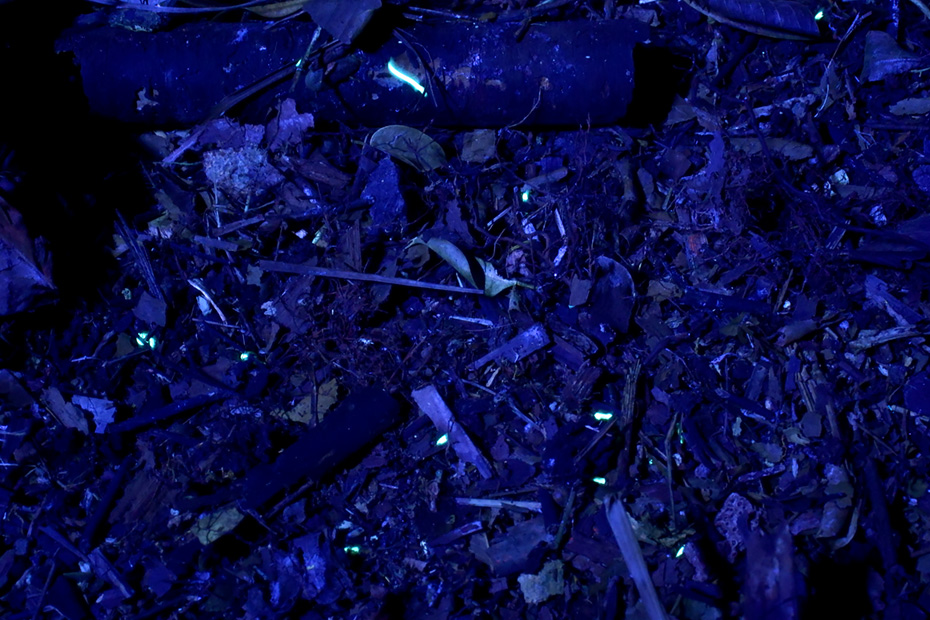 タカクワカグヤヤスデ。ブラックライトを当てて観察しているのは、ダメージを与えないため。刺激を与えると自然発光します。