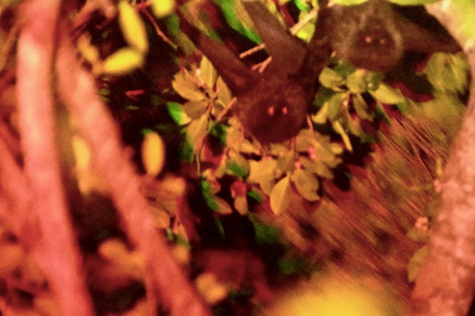 オガサワラオオコウモリ。赤いライト以外で照らしてはいけない決まりがある。