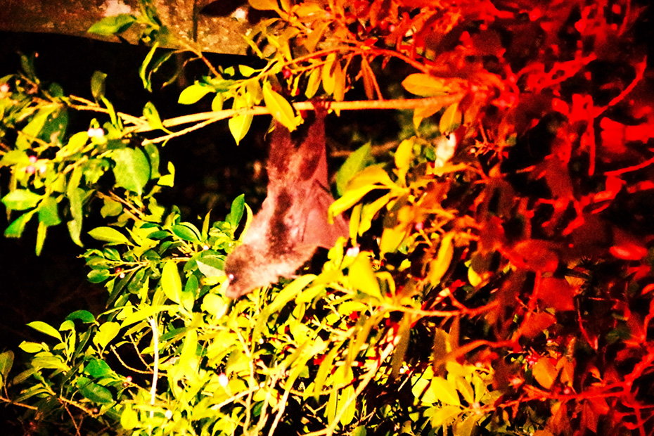 オガサワラオオコウモリ