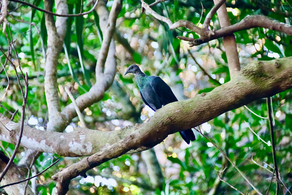 アカガシラカラスバト。絶滅危惧ⅠA類