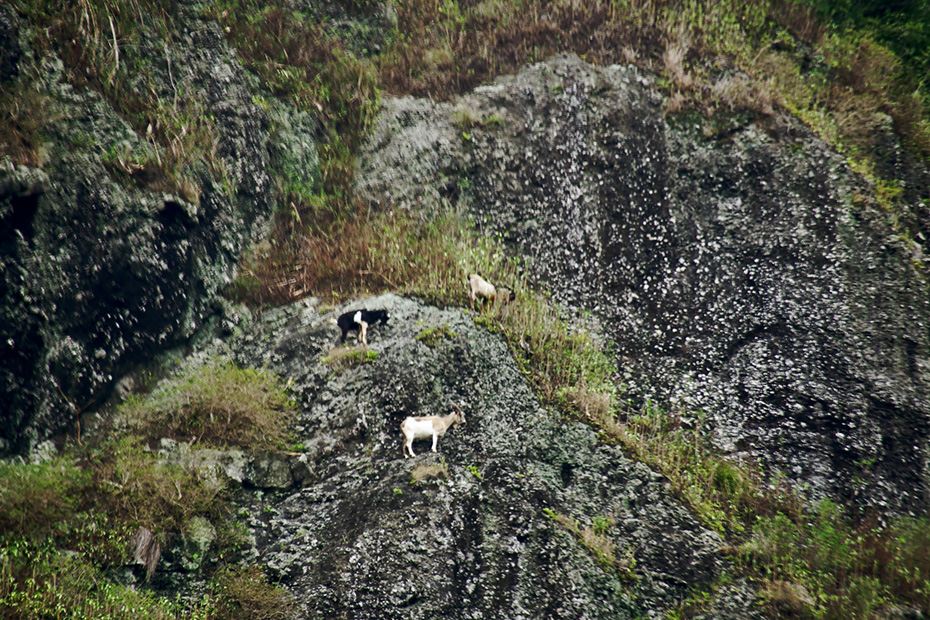 戦前に持ち込まれた山羊は強制疎開で人がいなくなり野生化した。何でも食べるので植生を壊しそれが固有種の生態系をも壊している。