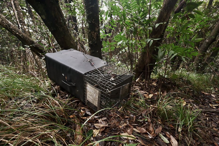 猫を捕らえるカゴが島内ではいくつも見られる。