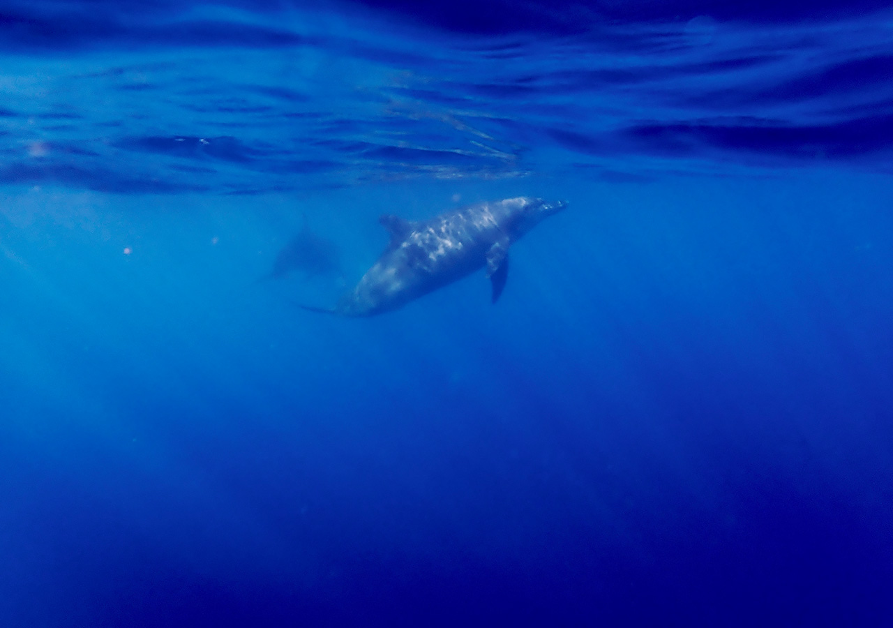東京都・小笠原諸島―境界が溶ける島、今を生きる旅