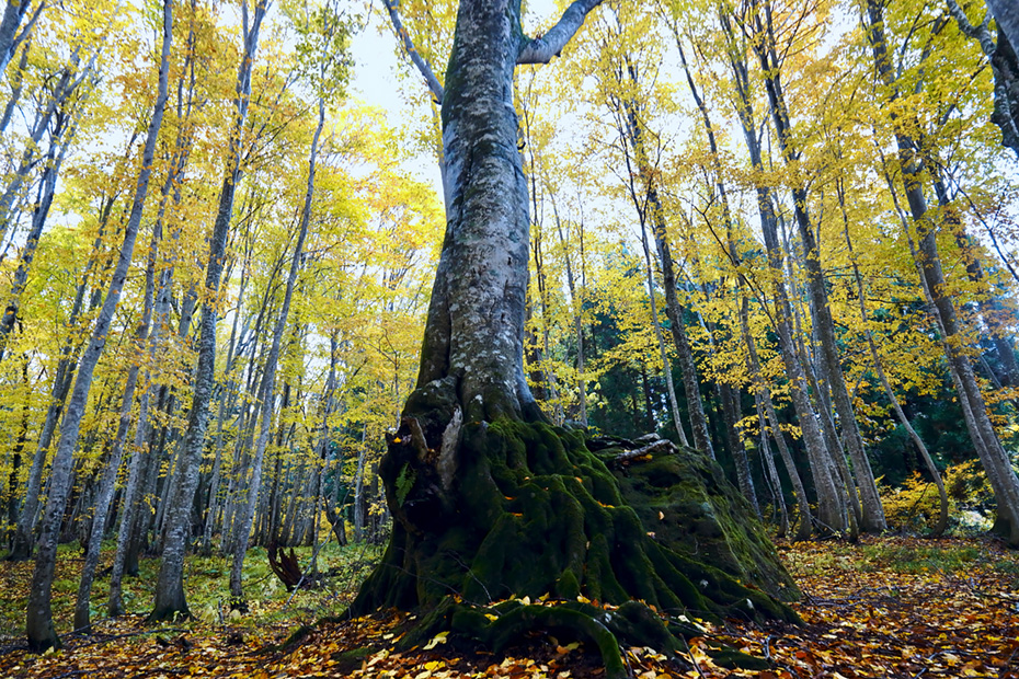秋田県藤里町・岳岱自然観察教育林