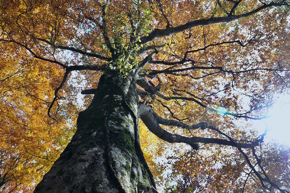 青森県西目屋村・マザーツリー後継 白神いざないツリー