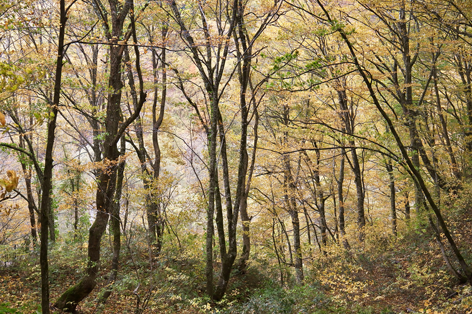 青森県西目屋村・世界遺産の径ブナ林散策道