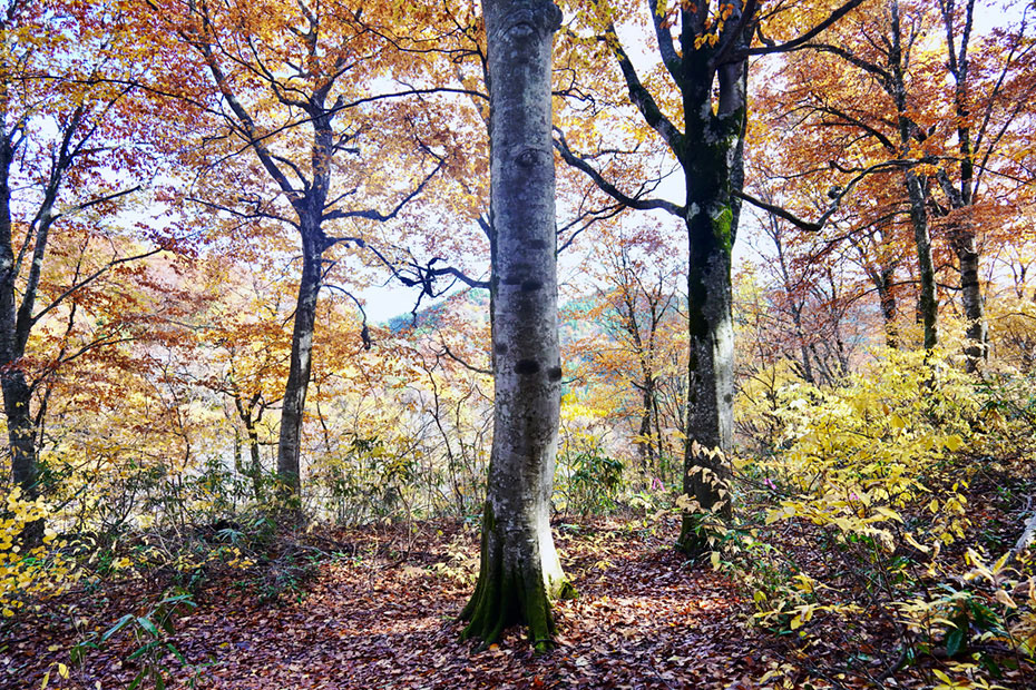 青森県西目屋村・世界遺産の径ブナ林散策道