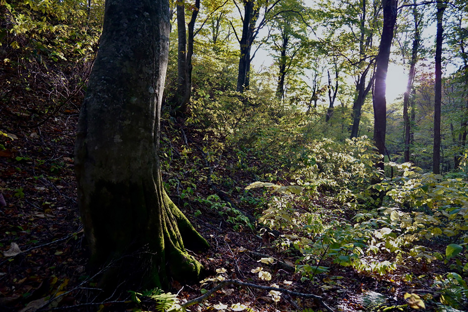 青森県西目屋村・高倉森縦走ルート