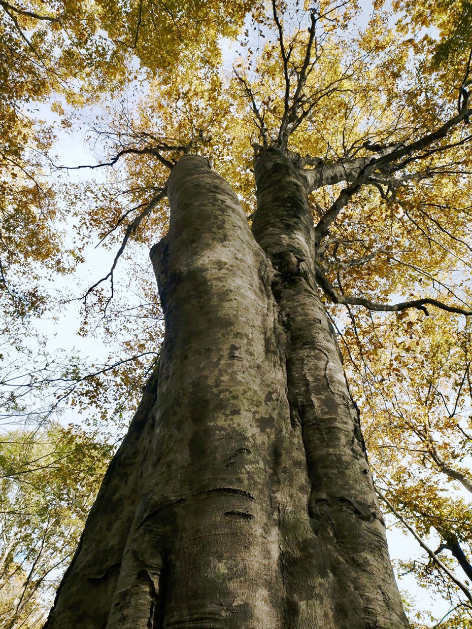 世界の遺産となった原生のブナ林