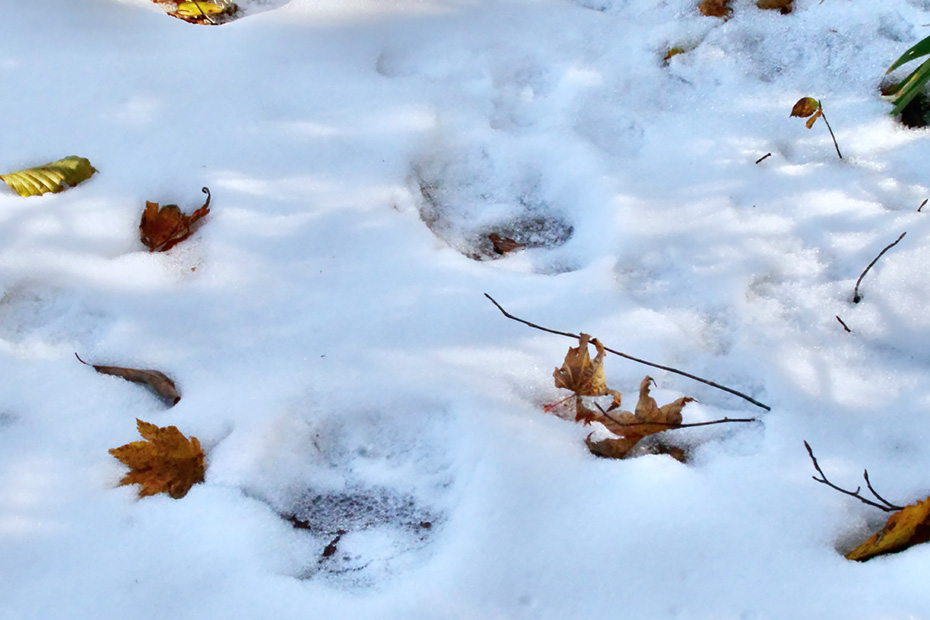 山の中では積雪のため、様々な動物の存在を確かめることができた。ツキノワグマの足跡