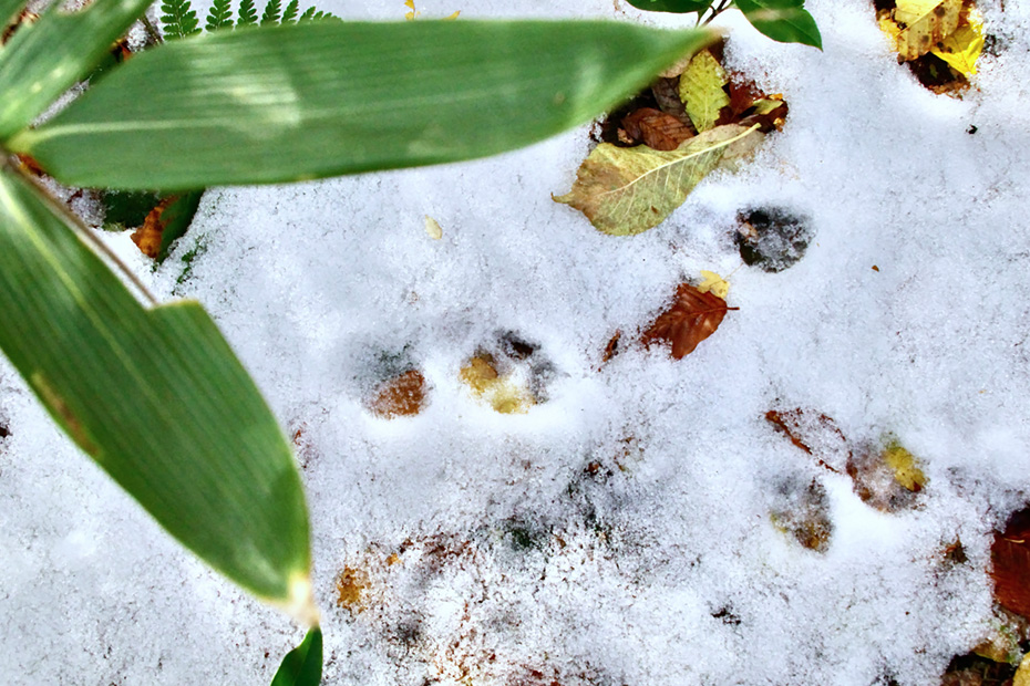 タヌキの足跡