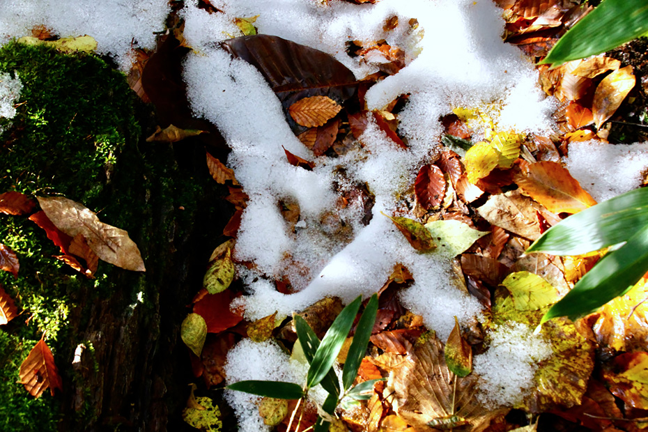 ニホンザルの足跡
