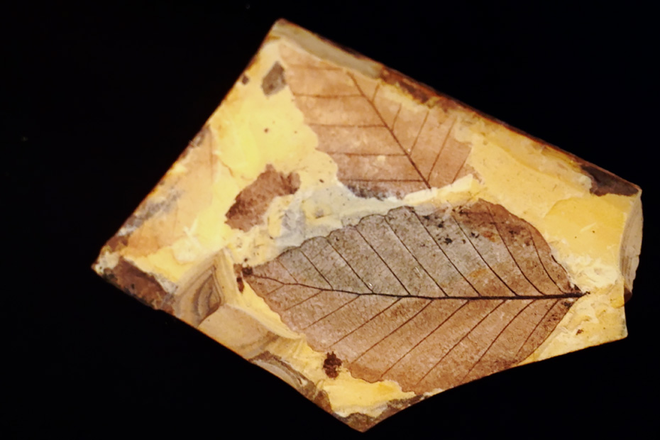 1万年前のブナの葉の化石。青森県西目屋村・白神山地ビジターセンター