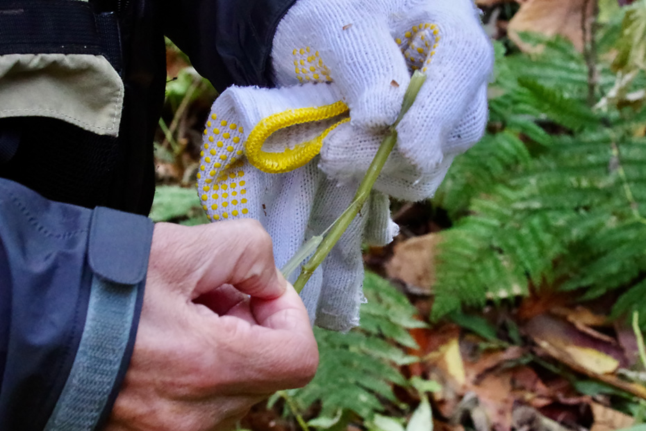 ミズの茎。「これは煮浸しにすると美味しい」