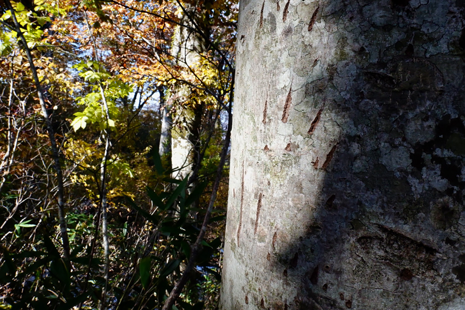 ツキノワグマの爪痕