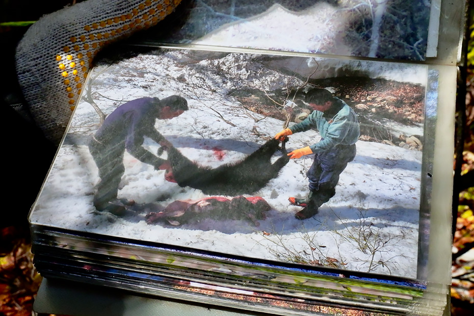 クマを授かった時に行う「サカサガワの儀式」。皮を、頭と尻尾が身と逆に、身についた方が下になるようにして二人で持つ。呪文を唱えながら、皮を上下させる、この儀式を「サカサガワ（逆皮）ヲキセル」という。この世とあの世は逆さになっており、皮と身体を逆さにすることで、クマが迷わず成仏できるように行う儀式である。