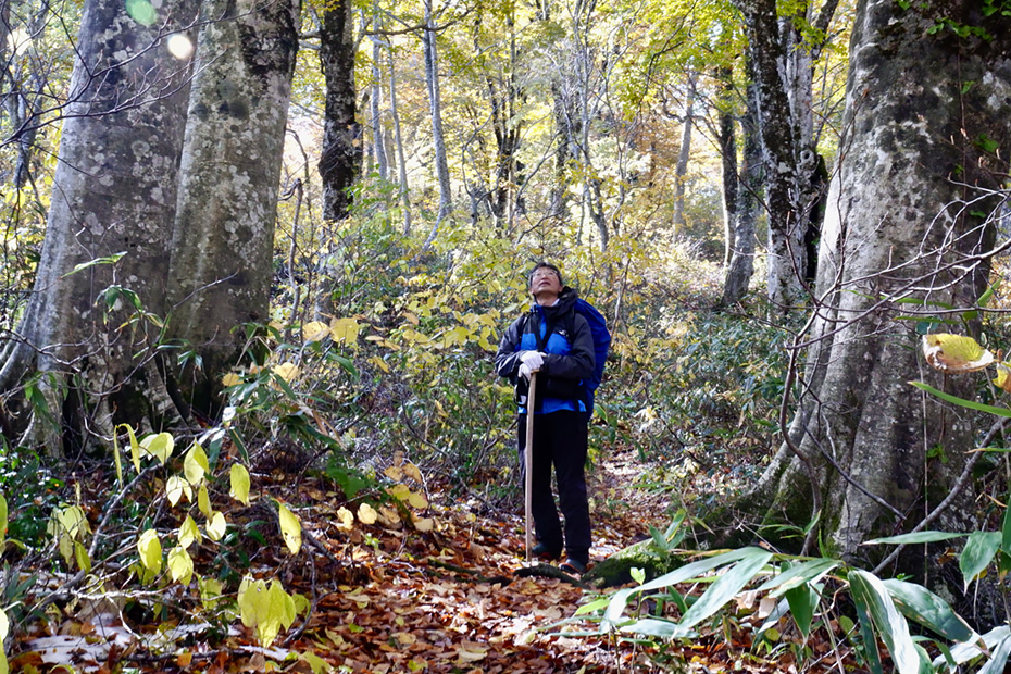 山の中、巨木の中でクマ棚を見上げる小池さん。