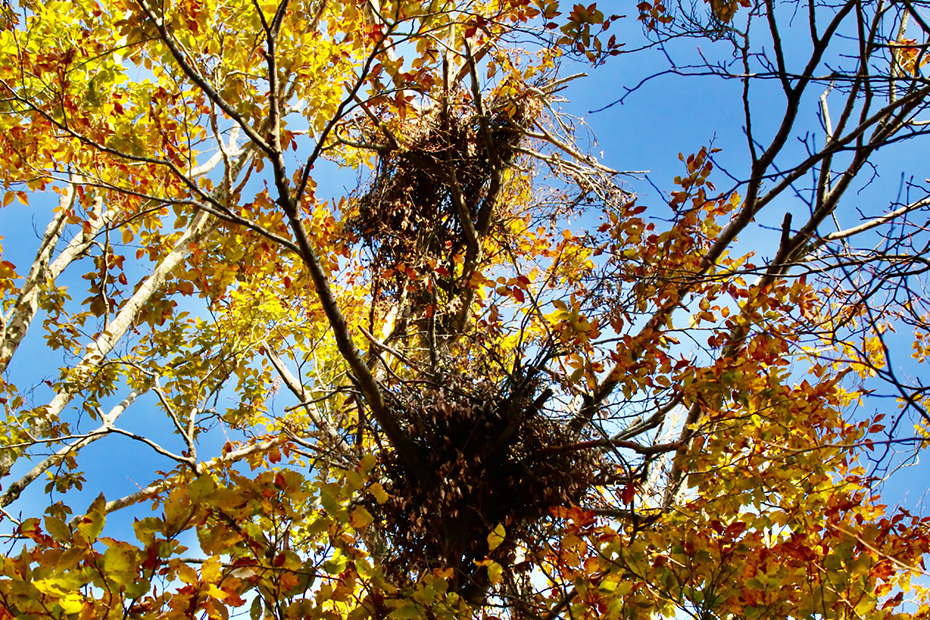 クマ棚。ツキノワグマがブナの木に登り、実を食べ、枝を落とした後。