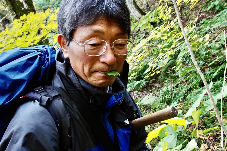 わさびの葉を見つけ、口にする小池さん。「醤油に漬けると美味しいんだよ」と。