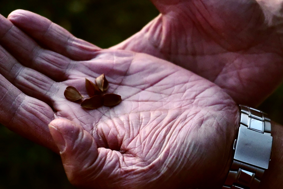 ブナの実