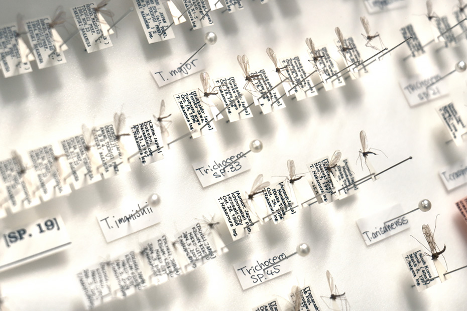 ガガンボの標本