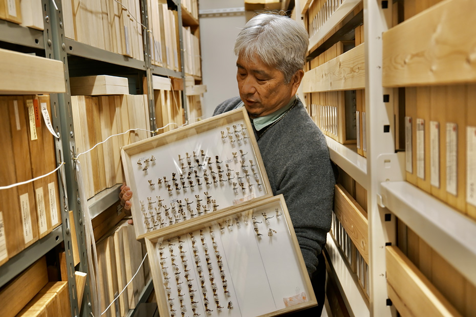 採集した標本箱が無数に並ぶ部屋の中で。